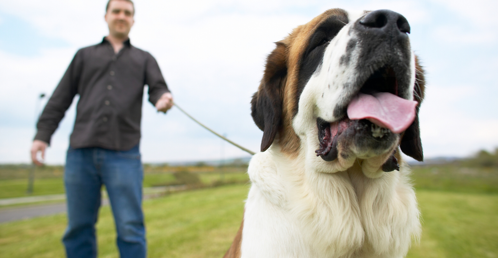 Saint bernard big store size